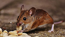 24 Hour & Emergency Exterminators in Tuscarora, IL